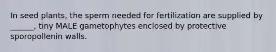 In seed plants, the sperm needed for fertilization are supplied by ______, tiny MALE gametophytes enclosed by protective sporopollenin walls.