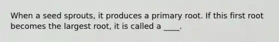 When a seed sprouts, it produces a primary root. If this first root becomes the largest root, it is called a ____.