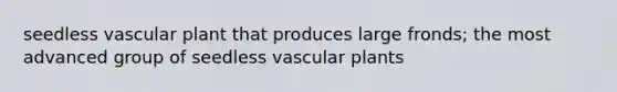 seedless vascular plant that produces large fronds; the most advanced group of seedless <a href='https://www.questionai.com/knowledge/kbaUXKuBoK-vascular-plants' class='anchor-knowledge'>vascular plants</a>