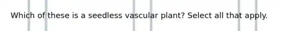 Which of these is a seedless vascular plant? Select all that apply.