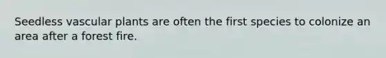 Seedless <a href='https://www.questionai.com/knowledge/kbaUXKuBoK-vascular-plants' class='anchor-knowledge'>vascular plants</a> are often the first species to colonize an area after a forest fire.