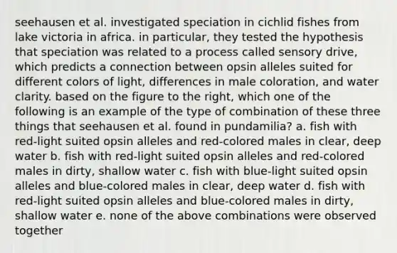 seehausen et al. investigated speciation in cichlid fishes from lake victoria in africa. in particular, they tested the hypothesis that speciation was related to a process called sensory drive, which predicts a connection between opsin alleles suited for different colors of light, differences in male coloration, and water clarity. based on the figure to the right, which one of the following is an example of the type of combination of these three things that seehausen et al. found in pundamilia? a. fish with red-light suited opsin alleles and red-colored males in clear, deep water b. fish with red-light suited opsin alleles and red-colored males in dirty, shallow water c. fish with blue-light suited opsin alleles and blue-colored males in clear, deep water d. fish with red-light suited opsin alleles and blue-colored males in dirty, shallow water e. none of the above combinations were observed together