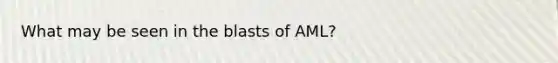 What may be seen in the blasts of AML?