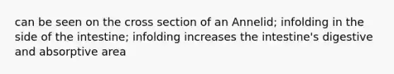 can be seen on the cross section of an Annelid; infolding in the side of the intestine; infolding increases the intestine's digestive and absorptive area