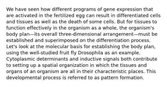 We have seen how different programs of gene expression that are activated in the fertilized egg can result in differentiated cells and tissues as well as the death of some cells. But for tissues to function effectively in the organism as a whole, the organism's body plan—its overall three-dimensional arrangement—must be established and superimposed on the differentiation process. Let's look at the molecular basis for establishing the body plan, using the well-studied fruit fly Drosophila as an example. Cytoplasmic determinants and inductive signals both contribute to setting up a spatial organization in which the tissues and organs of an organism are all in their characteristic places. This developmental process is referred to as pattern formation.