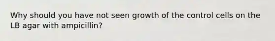 Why should you have not seen growth of the control cells on the LB agar with ampicillin?