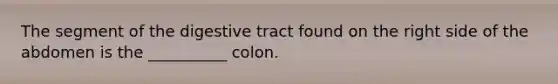 The segment of the digestive tract found on the right side of the abdomen is the __________ colon.