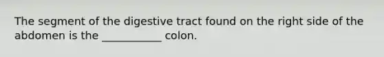 The segment of the digestive tract found on the right side of the abdomen is the ___________ colon.