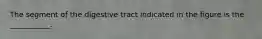 The segment of the digestive tract indicated in the figure is the ___________.