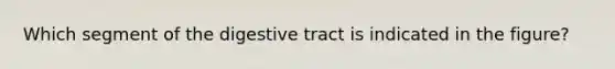 Which segment of the digestive tract is indicated in the figure?