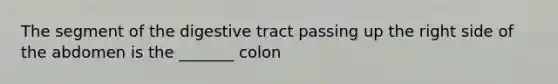 The segment of the digestive tract passing up the right side of the abdomen is the _______ colon