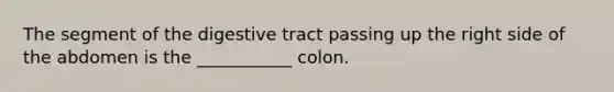 The segment of the digestive tract passing up the right side of the abdomen is the ___________ colon.