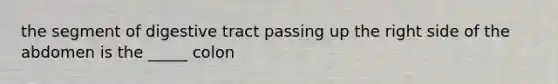 the segment of digestive tract passing up the right side of the abdomen is the _____ colon