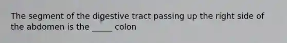 The segment of the digestive tract passing up the right side of the abdomen is the _____ colon