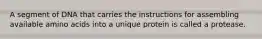 A segment of DNA that carries the instructions for assembling available amino acids into a unique protein is called a protease.