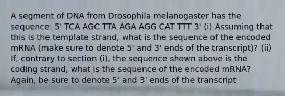 A segment of DNA from Drosophila melanogaster has the sequence: 5' TCA AGC TTA AGA AGG CAT TTT 3' (i) Assuming that this is the template strand, what is the sequence of the encoded mRNA (make sure to denote 5' and 3' ends of the transcript)? (ii) If, contrary to section (i), the sequence shown above is the coding strand, what is the sequence of the encoded mRNA? Again, be sure to denote 5' and 3' ends of the transcript