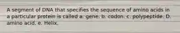 A segment of DNA that specifies the sequence of amino acids in a particular protein is called a. gene. b. codon. c. polypeptide. D. amino acid. e. Helix.