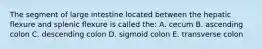 The segment of large intestine located between the hepatic flexure and splenic flexure is called the: A. cecum B. ascending colon C. descending colon D. sigmoid colon E. transverse colon