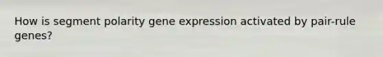 How is segment polarity gene expression activated by pair-rule genes?