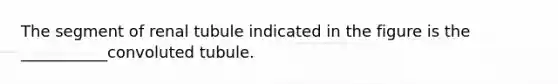 The segment of renal tubule indicated in the figure is the ___________convoluted tubule.