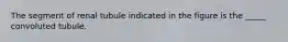 The segment of renal tubule indicated in the figure is the _____ convoluted tubule.