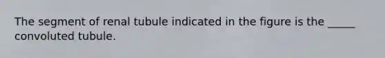 The segment of renal tubule indicated in the figure is the _____ convoluted tubule.