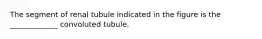 The segment of renal tubule indicated in the figure is the _____________ convoluted tubule.
