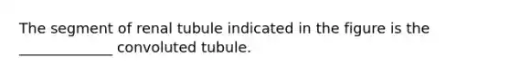 The segment of renal tubule indicated in the figure is the _____________ convoluted tubule.