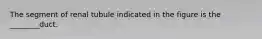 The segment of renal tubule indicated in the figure is the ________duct.