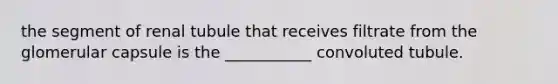 the segment of renal tubule that receives filtrate from the glomerular capsule is the ___________ convoluted tubule.