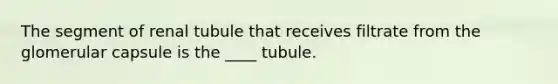 The segment of renal tubule that receives filtrate from the glomerular capsule is the ____ tubule.