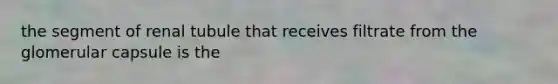 the segment of renal tubule that receives filtrate from the glomerular capsule is the