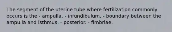 The segment of the uterine tube where fertilization commonly occurs is the - ampulla. - infundibulum. - boundary between the ampulla and isthmus. - posterior. - fimbriae.