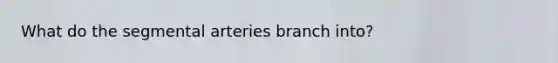 What do the segmental arteries branch into?