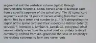 segmental exit the vertebral column (spine) through intervertebral foramina. Spinal nerves arise in bilateral pairs from a specific segment of the spinal cord. The 31 spinal cord segments and the 31 pairs of nerves arising from them are identi- fied by a letter and number (e.g., "T4") designating the region of the spinal cord and their superior-to-inferior order (C, cervical; T, thoracic; L, lumbar; S, sacral; Co, coccygeal) pinal nerves initially arise from the spinal cord as rootlets (a detail commonly omitted from dia- grams for the sake of simplicity); the rootlets converge to form two nerve roots