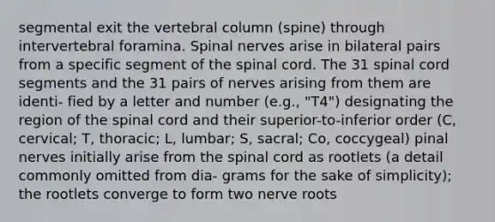 segmental exit the vertebral column (spine) through intervertebral foramina. Spinal nerves arise in bilateral pairs from a specific segment of the spinal cord. The 31 spinal cord segments and the 31 pairs of nerves arising from them are identi- fied by a letter and number (e.g., "T4") designating the region of the spinal cord and their superior-to-inferior order (C, cervical; T, thoracic; L, lumbar; S, sacral; Co, coccygeal) pinal nerves initially arise from the spinal cord as rootlets (a detail commonly omitted from dia- grams for the sake of simplicity); the rootlets converge to form two nerve roots