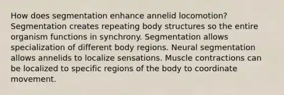 How does segmentation enhance annelid locomotion? Segmentation creates repeating body structures so the entire organism functions in synchrony. Segmentation allows specialization of different body regions. Neural segmentation allows annelids to localize sensations. Muscle contractions can be localized to specific regions of the body to coordinate movement.