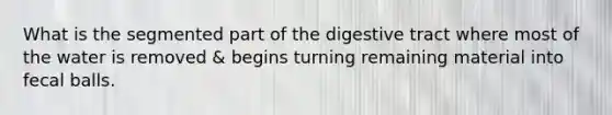 What is the segmented part of the digestive tract where most of the water is removed & begins turning remaining material into fecal balls.