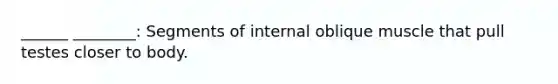 ______ ________: Segments of internal oblique muscle that pull testes closer to body.