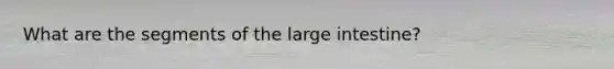 What are the segments of the large intestine?