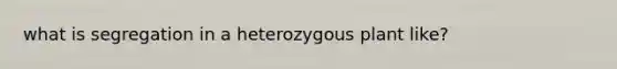 what is segregation in a heterozygous plant like?