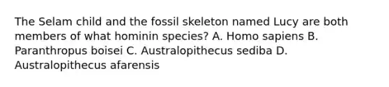 The Selam child and the fossil skeleton named Lucy are both members of what hominin species? A. Homo sapiens B. Paranthropus boisei C. Australopithecus sediba D. Australopithecus afarensis