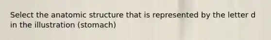Select the anatomic structure that is represented by the letter d in the illustration (stomach)