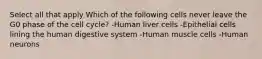 Select all that apply Which of the following cells never leave the G0 phase of the cell cycle? -Human liver cells -Epithelial cells lining the human digestive system -Human muscle cells -Human neurons