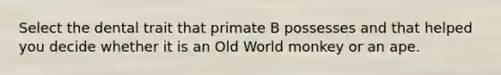 Select the dental trait that primate B possesses and that helped you decide whether it is an Old World monkey or an ape.