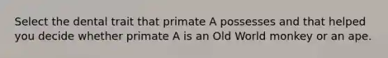 Select the dental trait that primate A possesses and that helped you decide whether primate A is an Old World monkey or an ape.