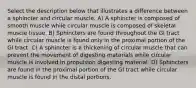 Select the description below that illustrates a difference between a sphincter and circular muscle. A) A sphincter is composed of smooth muscle while circular muscle is composed of skeletal muscle tissue. B) Sphincters are found throughout the GI tract while circular muscle is found only in the proximal portion of the GI tract. C) A sphincter is a thickening of circular muscle that can prevent the movement of digesting materials while circular muscle is involved in propulsion digesting material. D) Sphincters are found in the proximal portion of the GI tract while circular muscle is found in the distal portions.