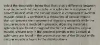 select the description below that illustrates a difference between a sphincter and circular muscle. a. a sphincter is composed of smooth muscle while the circular muscle is composed of skeletal muscle tissue b. a sphincter is a thickening of circular muscle that can prevent the movement of digesting materials while the circular muscle is involved in propulsic digesting material. c. sphincters are found throughout the GI tract while the circular muscle is found only in the proximal portion of the GI tract. d. sphincters are found in the proximal portion of the GI tract while circular muscle is found in the distal portions