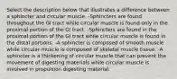 Select the description below that illustrates a difference between a sphincter and circular muscle. -Sphincters are found throughout the GI tract while circular muscle is found only in the proximal portion of the GI tract. -Sphincters are found in the proximal portion of the GI tract while circular muscle is found in the distal portions. -A sphincter is composed of smooth muscle while circular muscle is composed of skeletal muscle tissue. -A sphincter is a thickening of circular muscle that can prevent the movement of digesting materials while circular muscle is involved in propulsion digesting material.