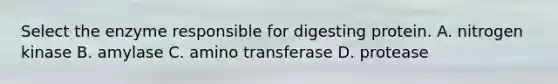 Select the enzyme responsible for digesting protein. A. nitrogen kinase B. amylase C. amino transferase D. protease